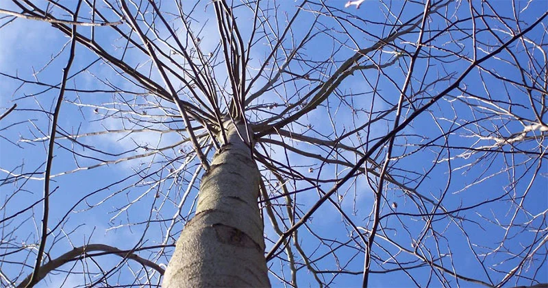 Tratamientos de Terapia Hipnosis: trastornos de alimentación Tratamientos de Terapia Hipnosis: trastornos de alimentación